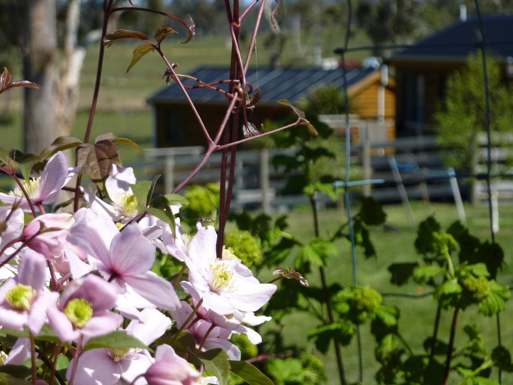 Hazelcreek Cottages Exeter エクステリア 写真